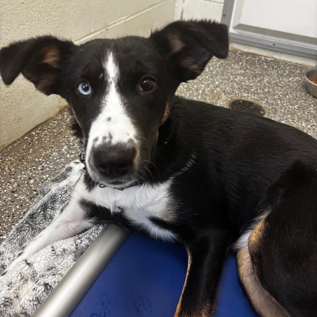 Cookie, Adoptable, Young Female Shepherd & Australian Shepherd.