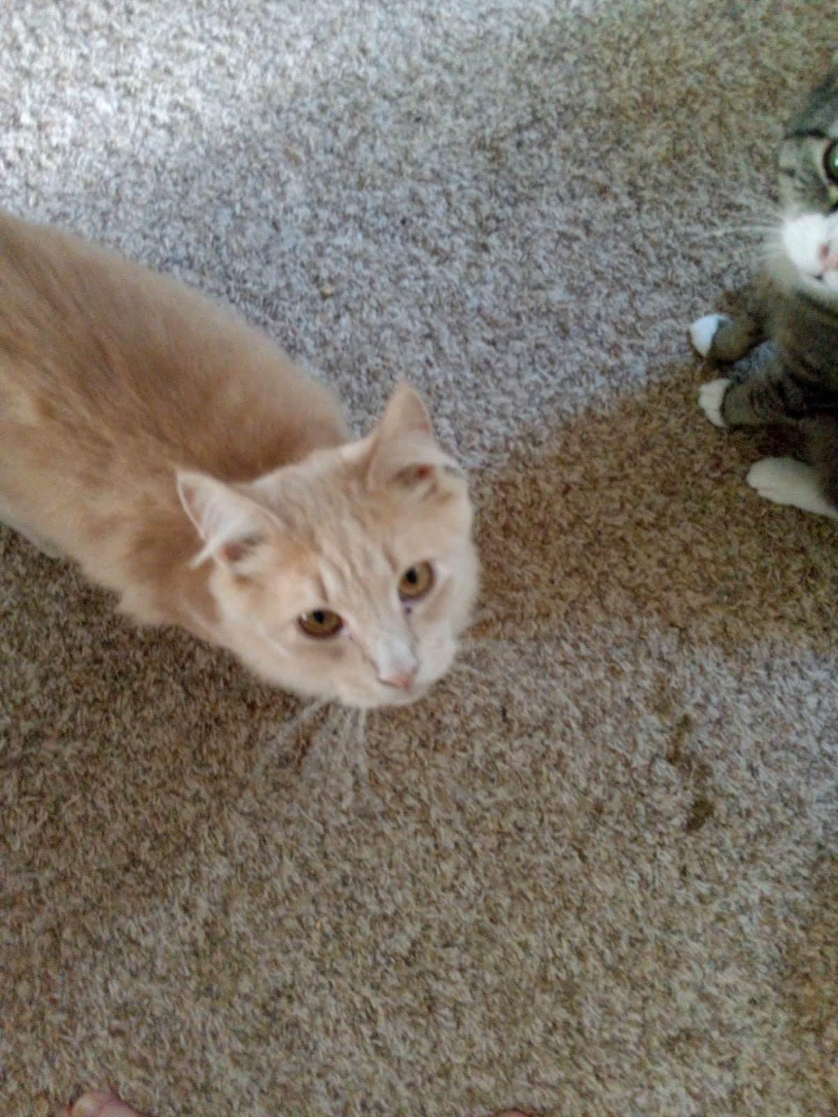 Enlarge Doc, a Adopted Domestic Long Hair in Mound, MN image 2/3