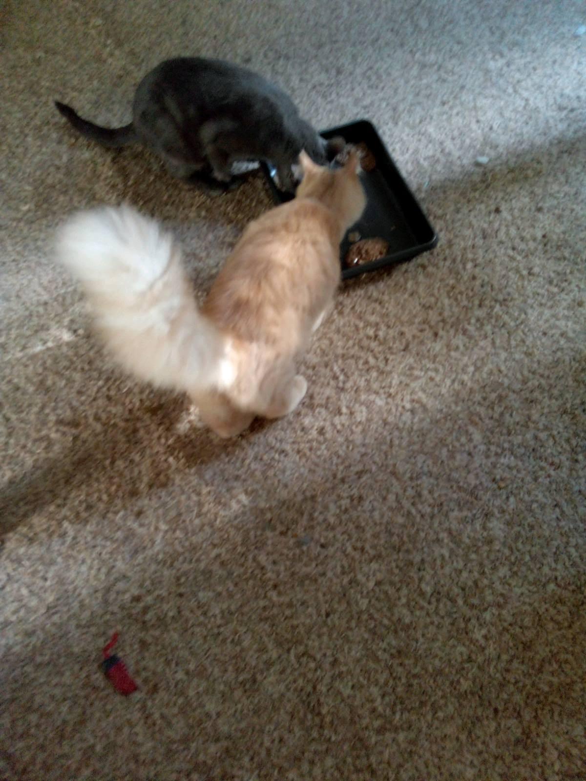 Enlarge Doc, a Adopted Domestic Long Hair in Mound, MN image 3/3