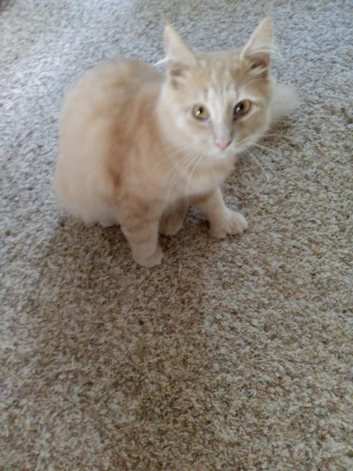 Doc, Adopted, Adult Male Domestic Long Hair.