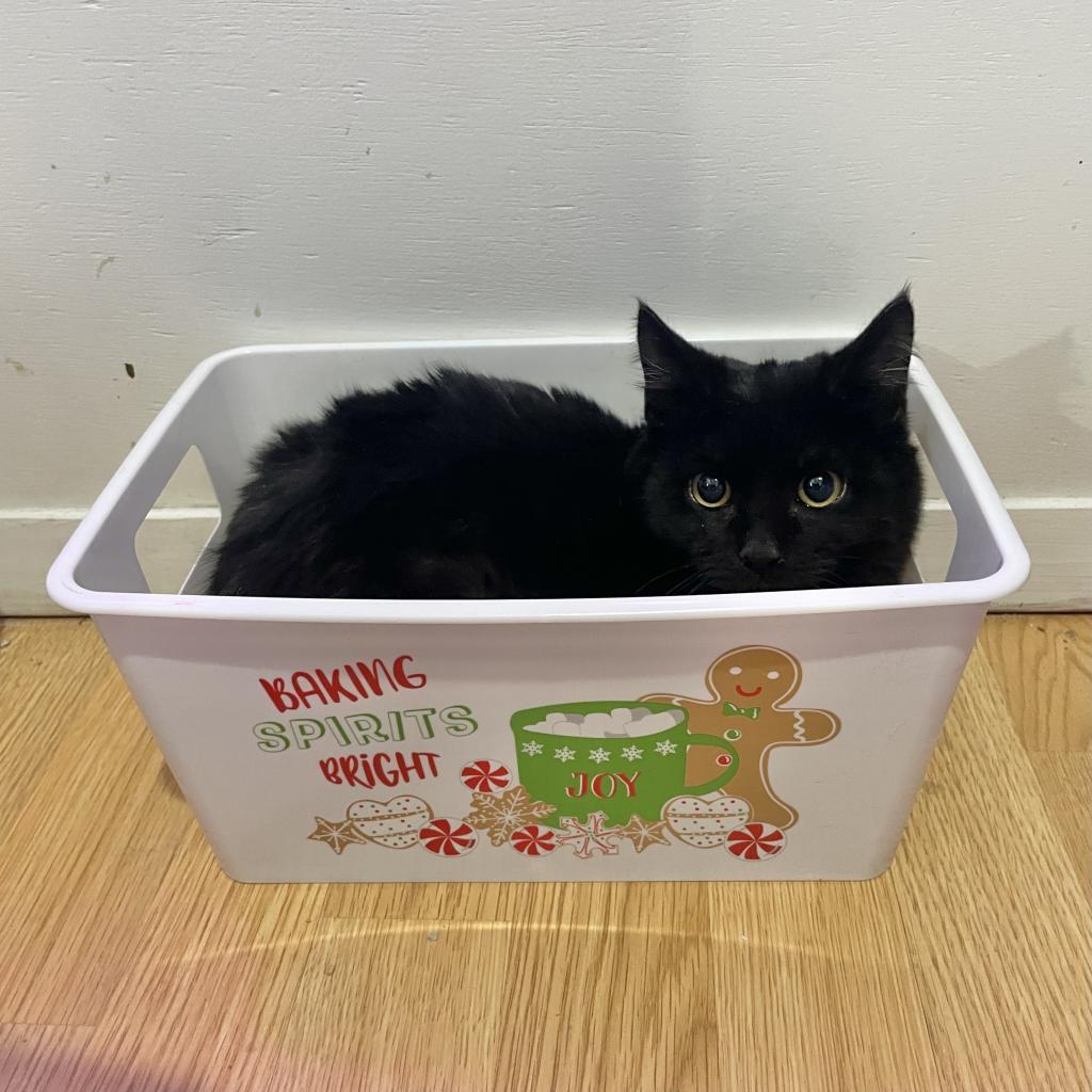 Nori (Bonded with Yoshi), Adoptable, Adult Male Domestic Short Hair.