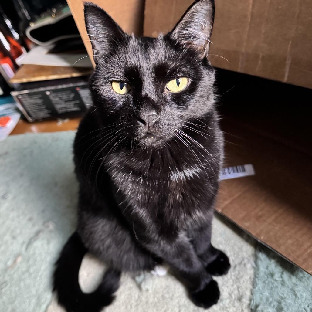 Nori (Bonded with Yoshi), a Adoptable Domestic Short Hair in Howard beach, NY image 2/6