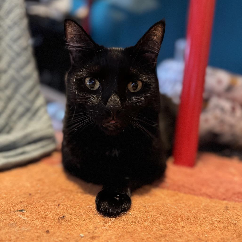 Nori (Bonded with Yoshi), a Adoptable Domestic Short Hair in Howard beach, NY image 3/6