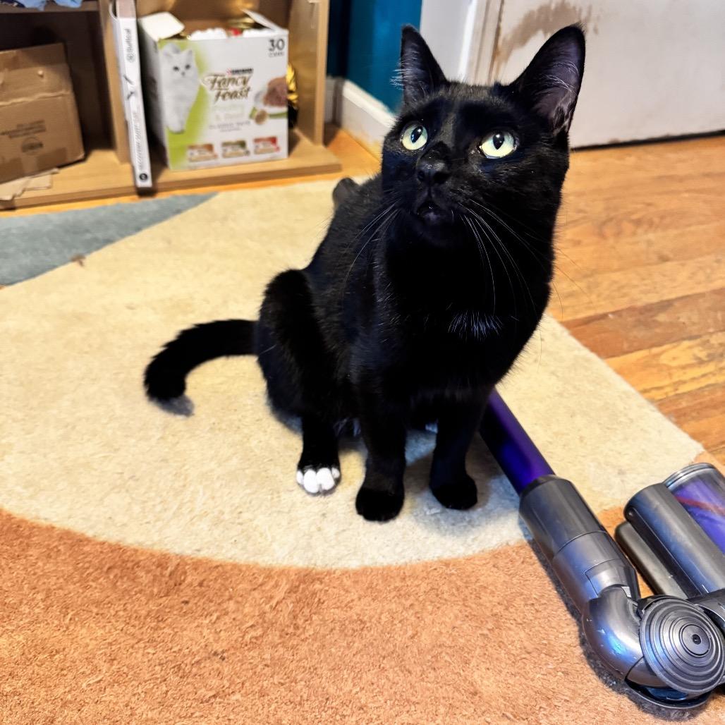 Nori (Bonded with Yoshi), a Adoptable Domestic Short Hair in Howard beach, NY image 4/6