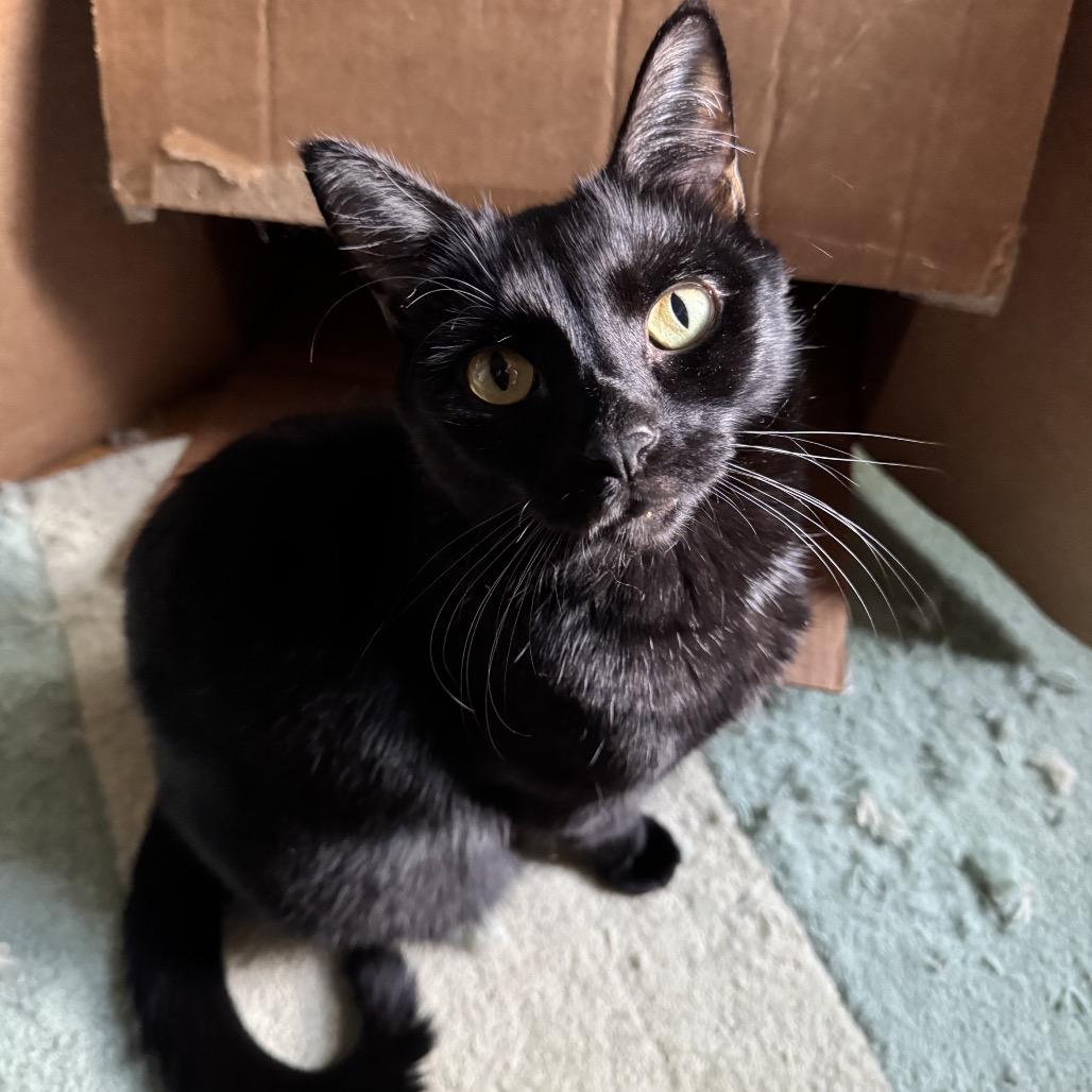 Nori (Bonded with Yoshi), a Adoptable Domestic Short Hair in Howard beach, NY image 6/6