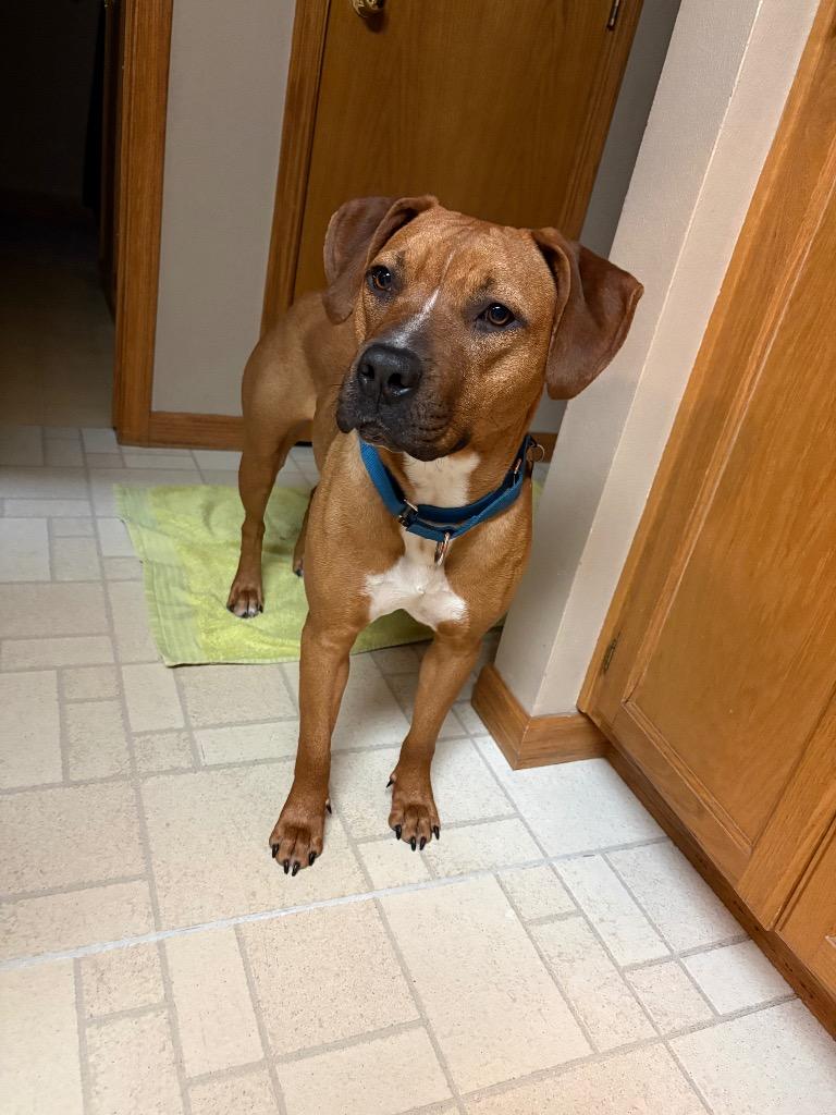 Staci, Adoptable, Young Female Mixed Breed.