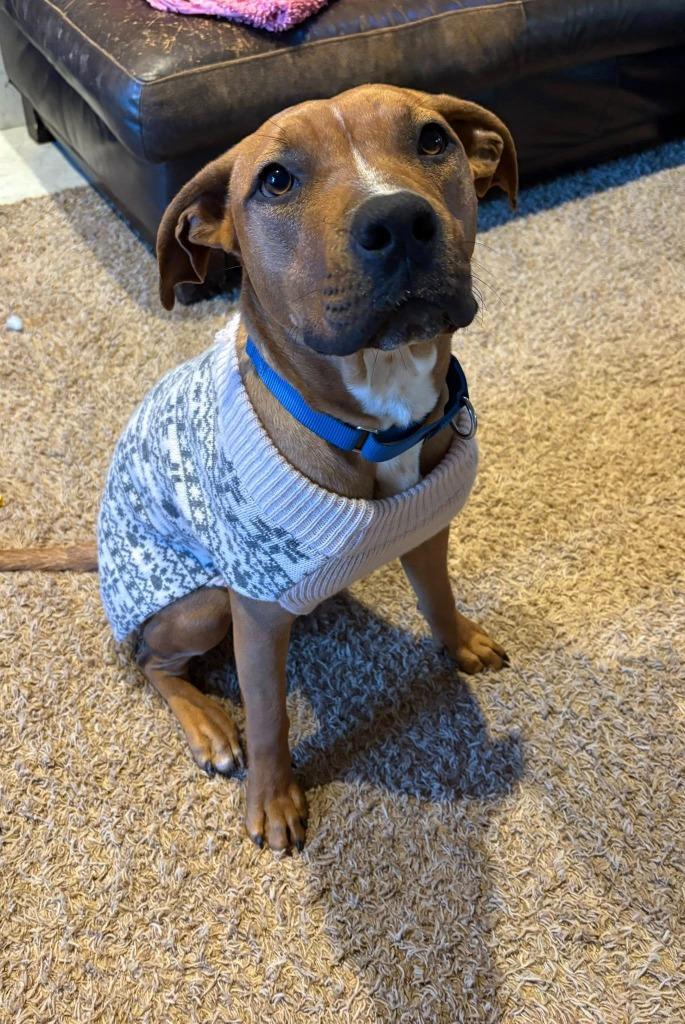 Staci, Adoptable, Young Female Mixed Breed.