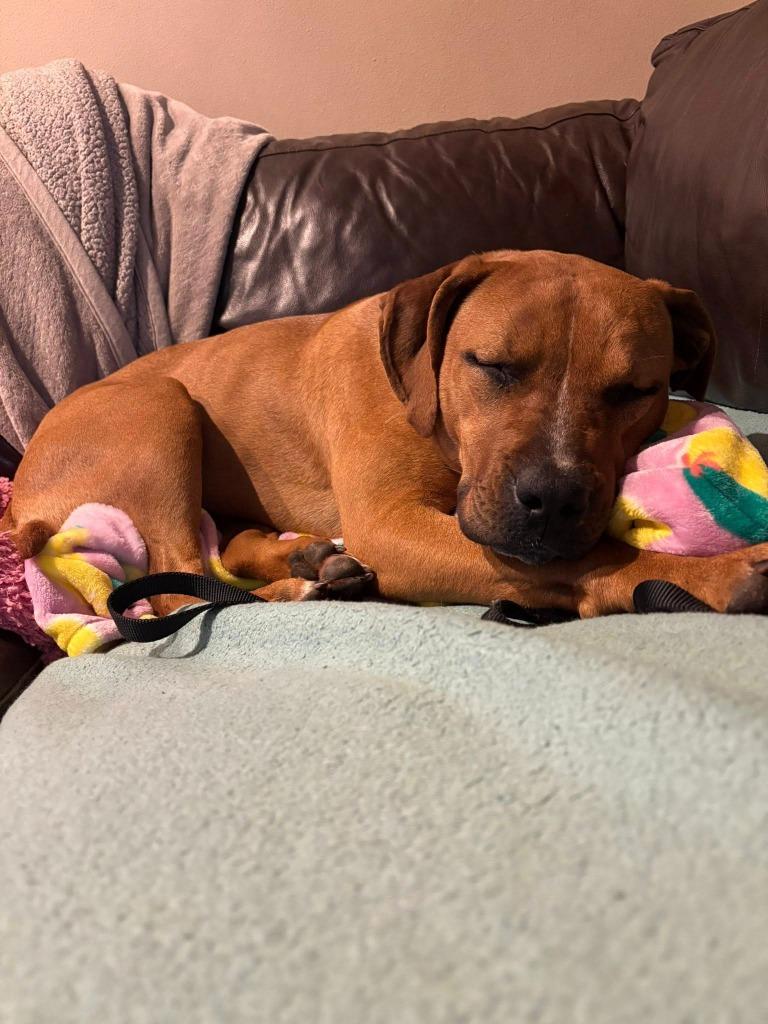 Enlarge Staci, a Adoptable mixed breed in Fond Du Lac, WI image 6/6