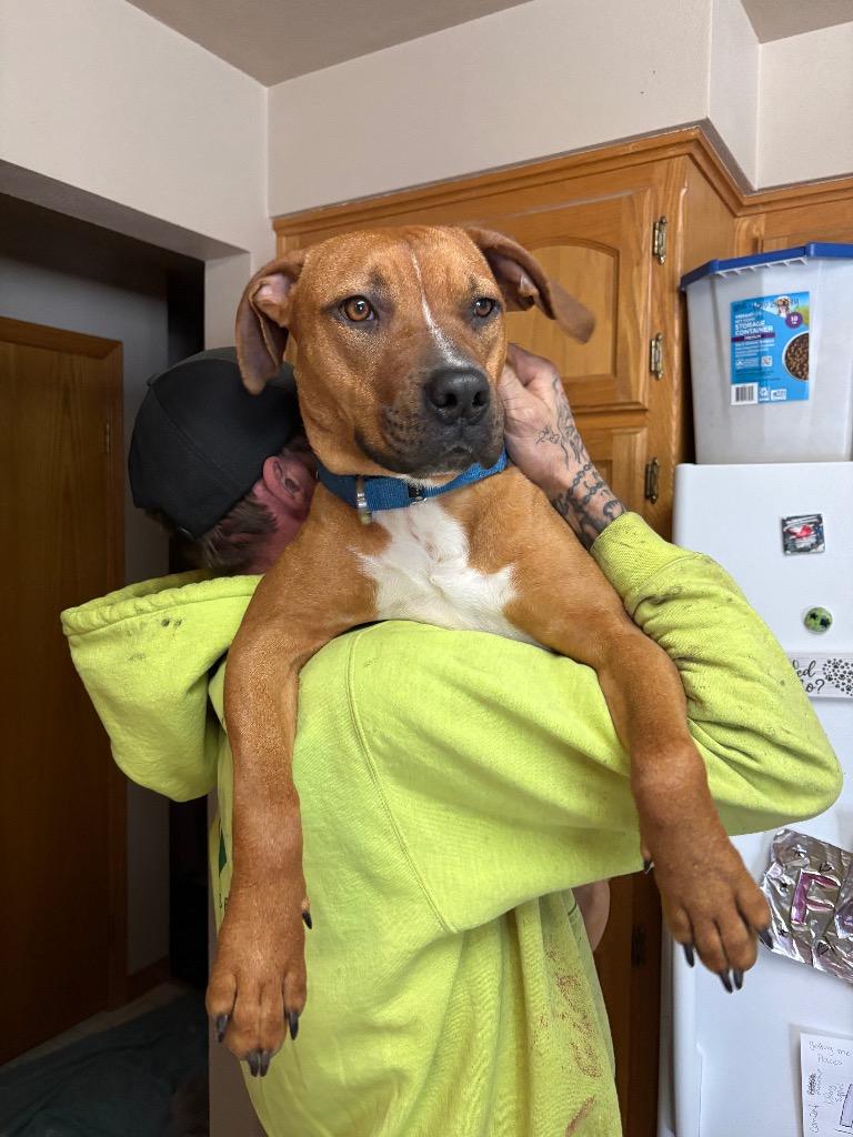 Enlarge Staci, a Adoptable mixed breed in Fond Du Lac, WI image 6/6