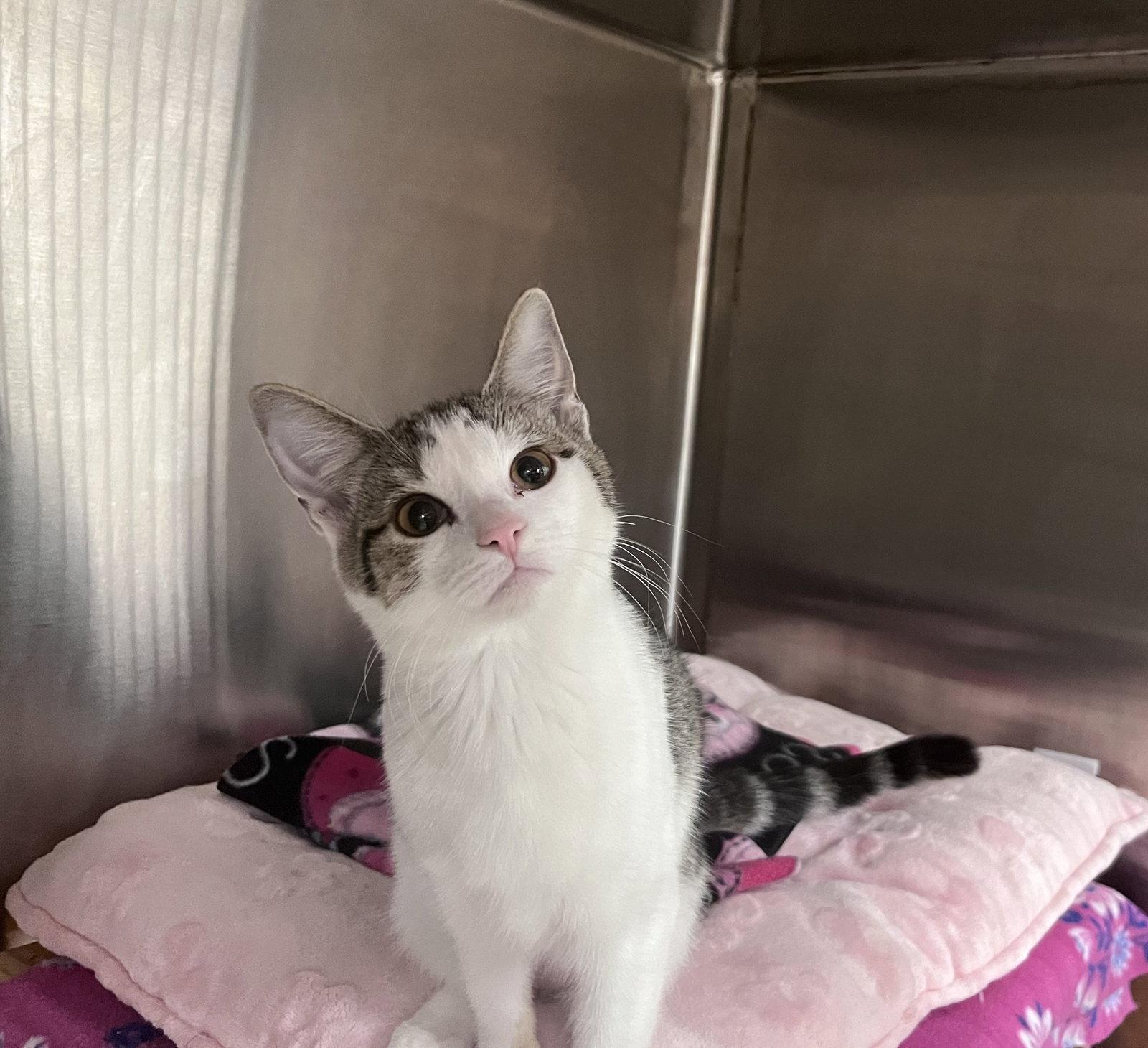 Enlarge Gracie Lou, a Adoptable Domestic Short Hair in Scottsdale, AZ image 1/2