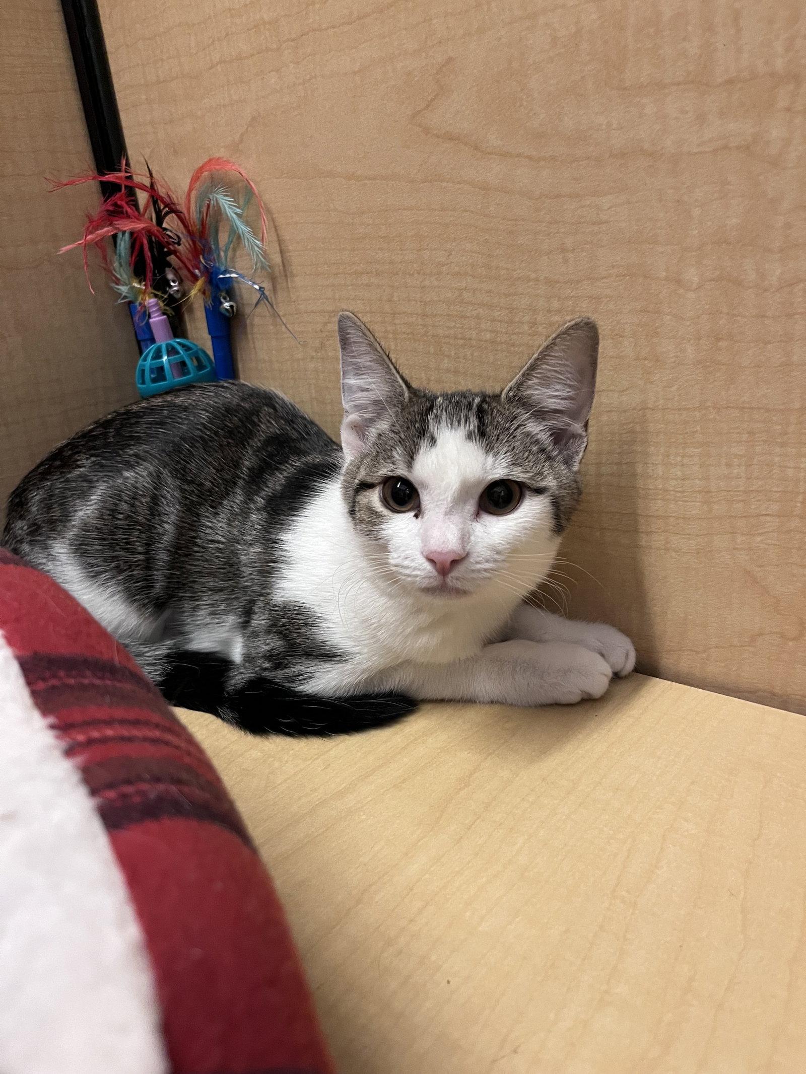 Enlarge Gracie Lou, a Adoptable Domestic Short Hair in Scottsdale, AZ image 2/2