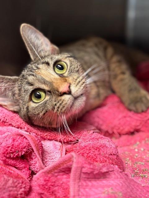 Enlarge Elida, a Adoptable mixed breed in Lima, OH image 1/1