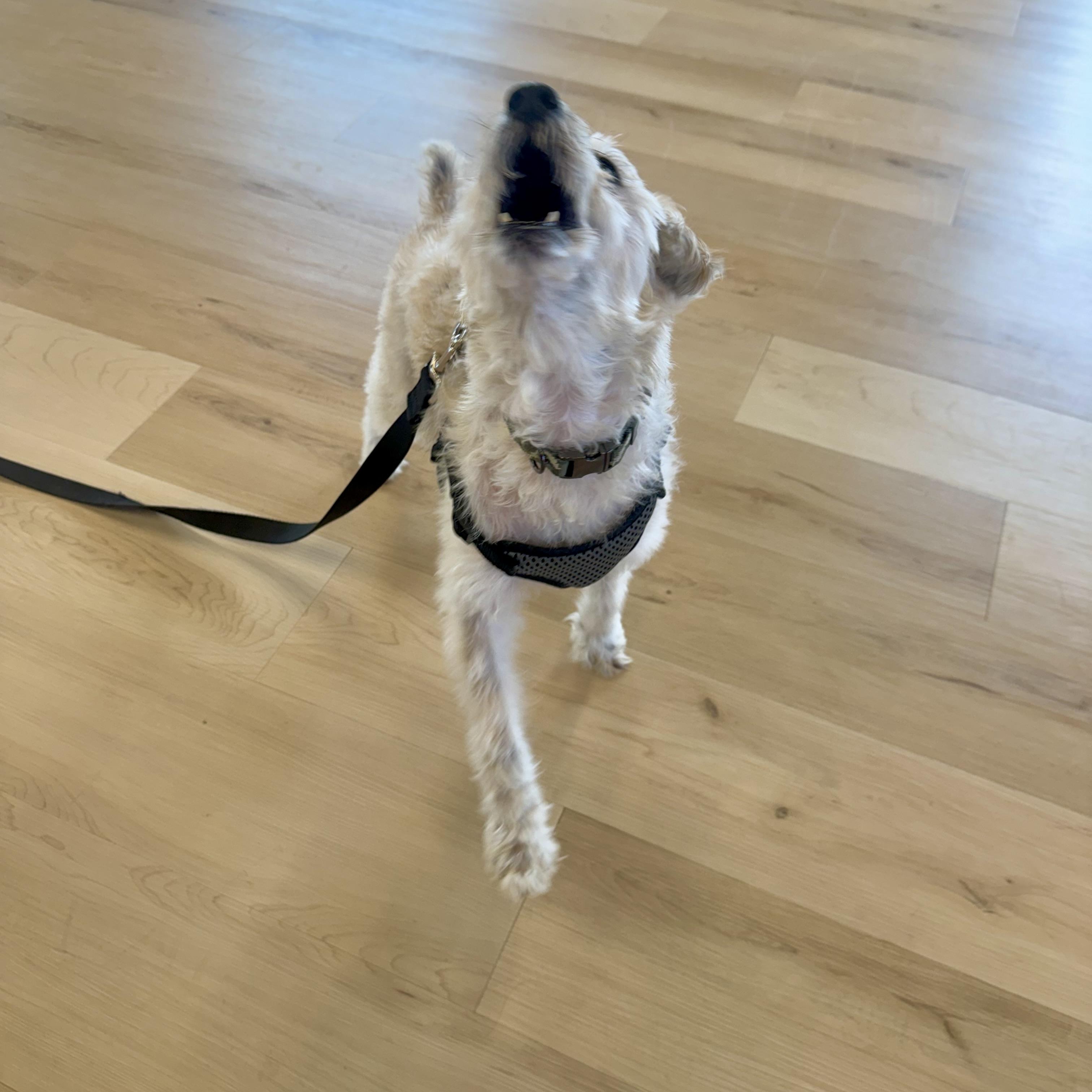 Enlarge Ozzy, a Adopted mixed breed in Prior Lake, MN image 6/6