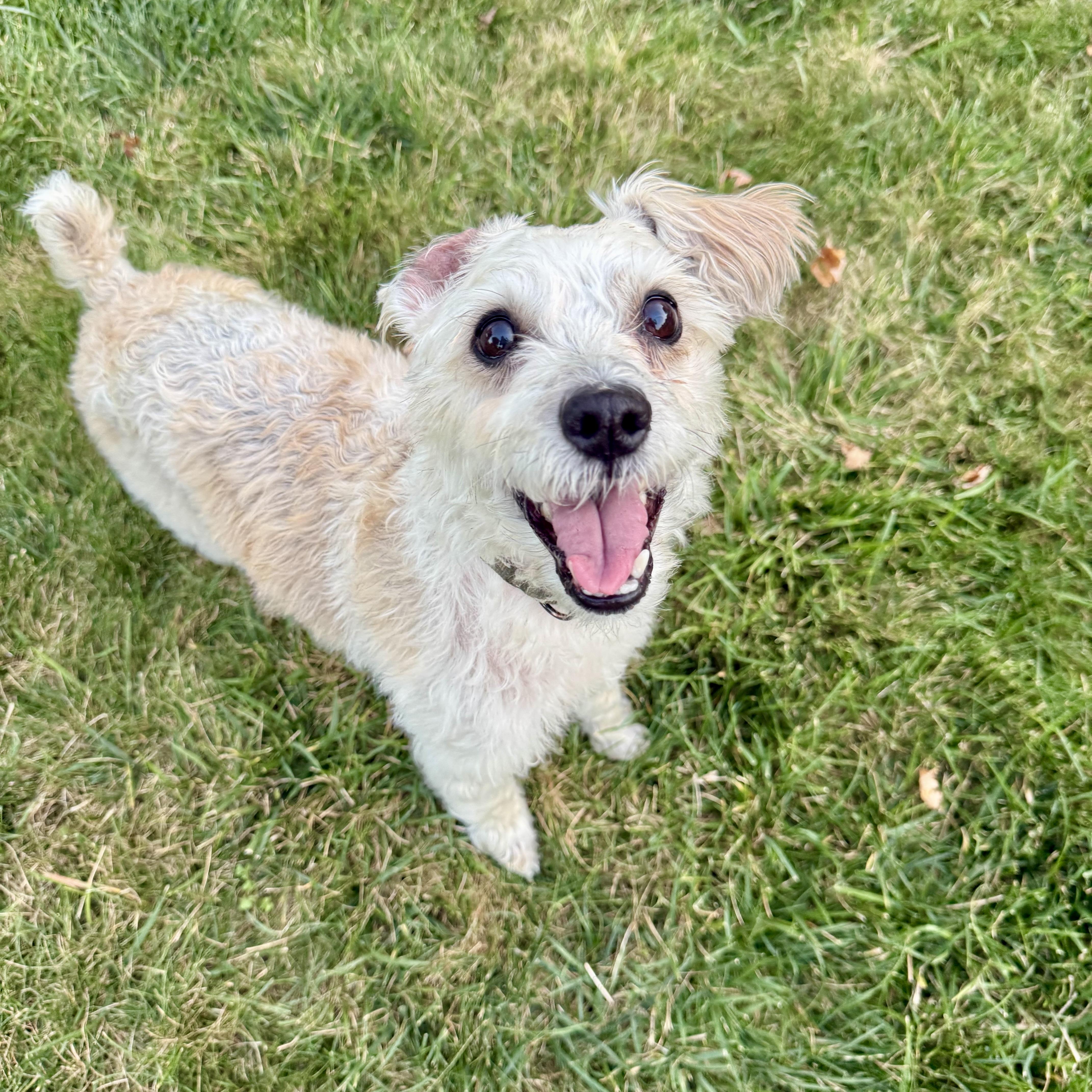 Enlarge Ozzy, a Adopted mixed breed in Prior Lake, MN image 2/6