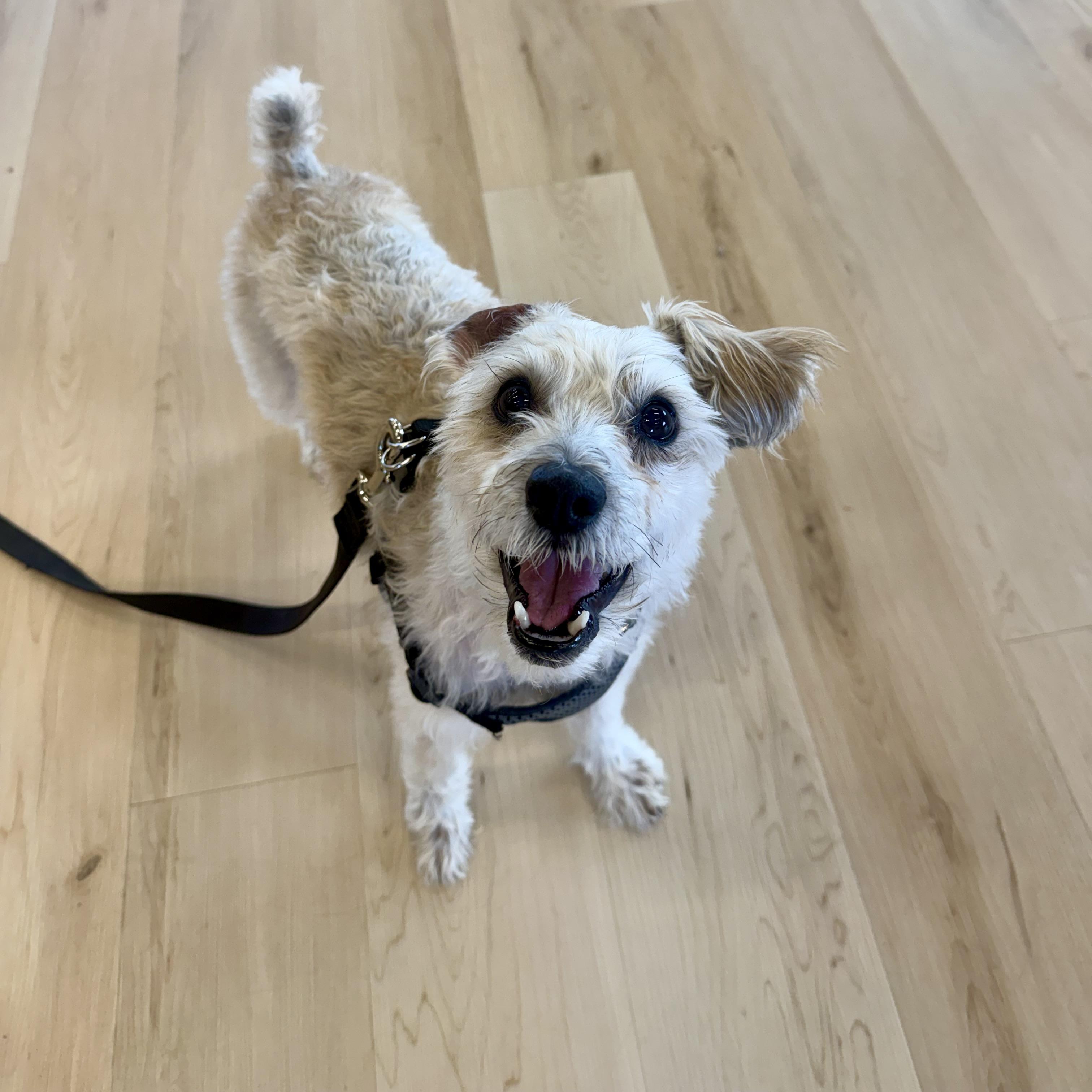 Enlarge Ozzy, a Adopted mixed breed in Prior Lake, MN image 5/6