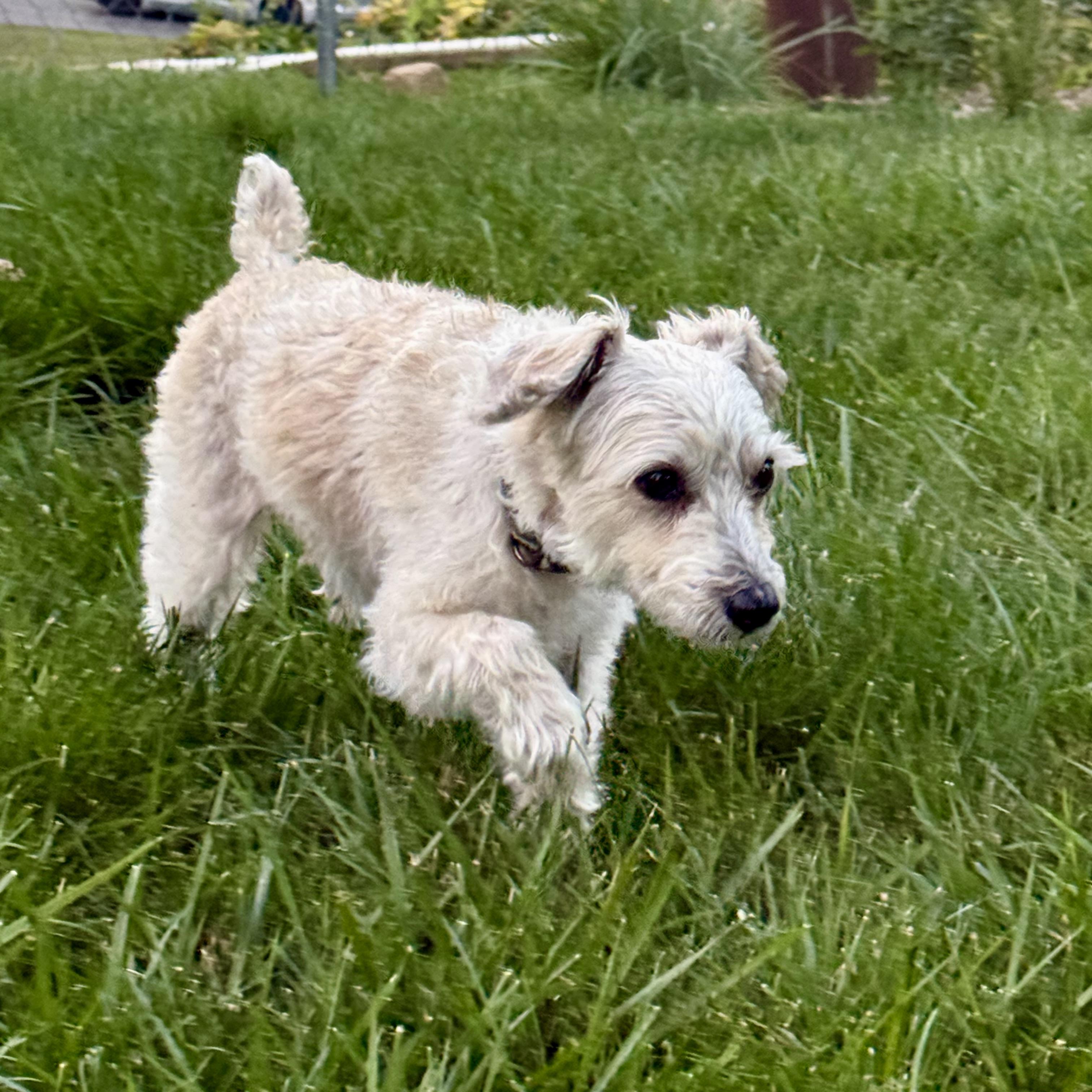Enlarge Ozzy, a Adopted mixed breed in Prior Lake, MN image 3/6