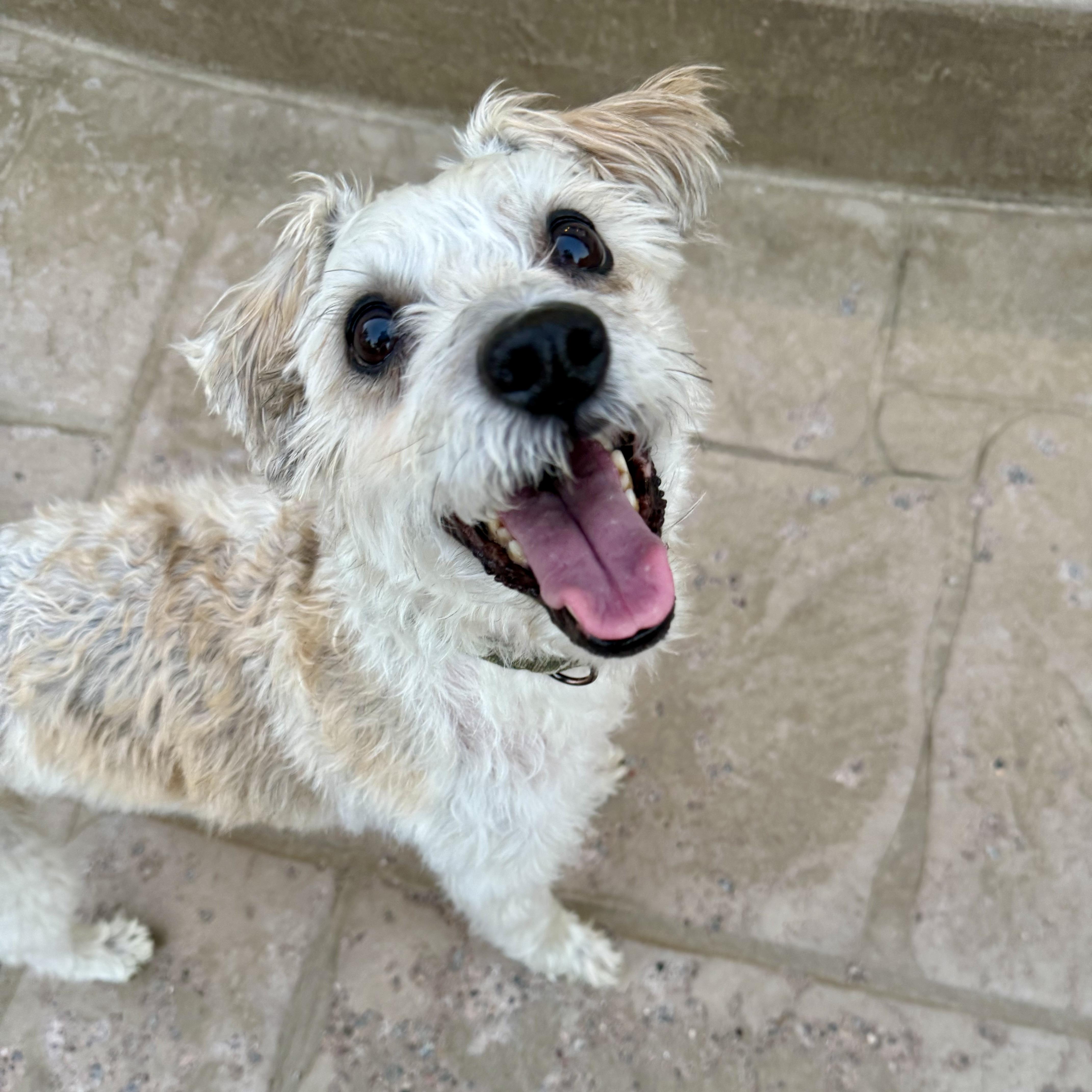 Enlarge Ozzy, a Adopted mixed breed in Prior Lake, MN image 1/6