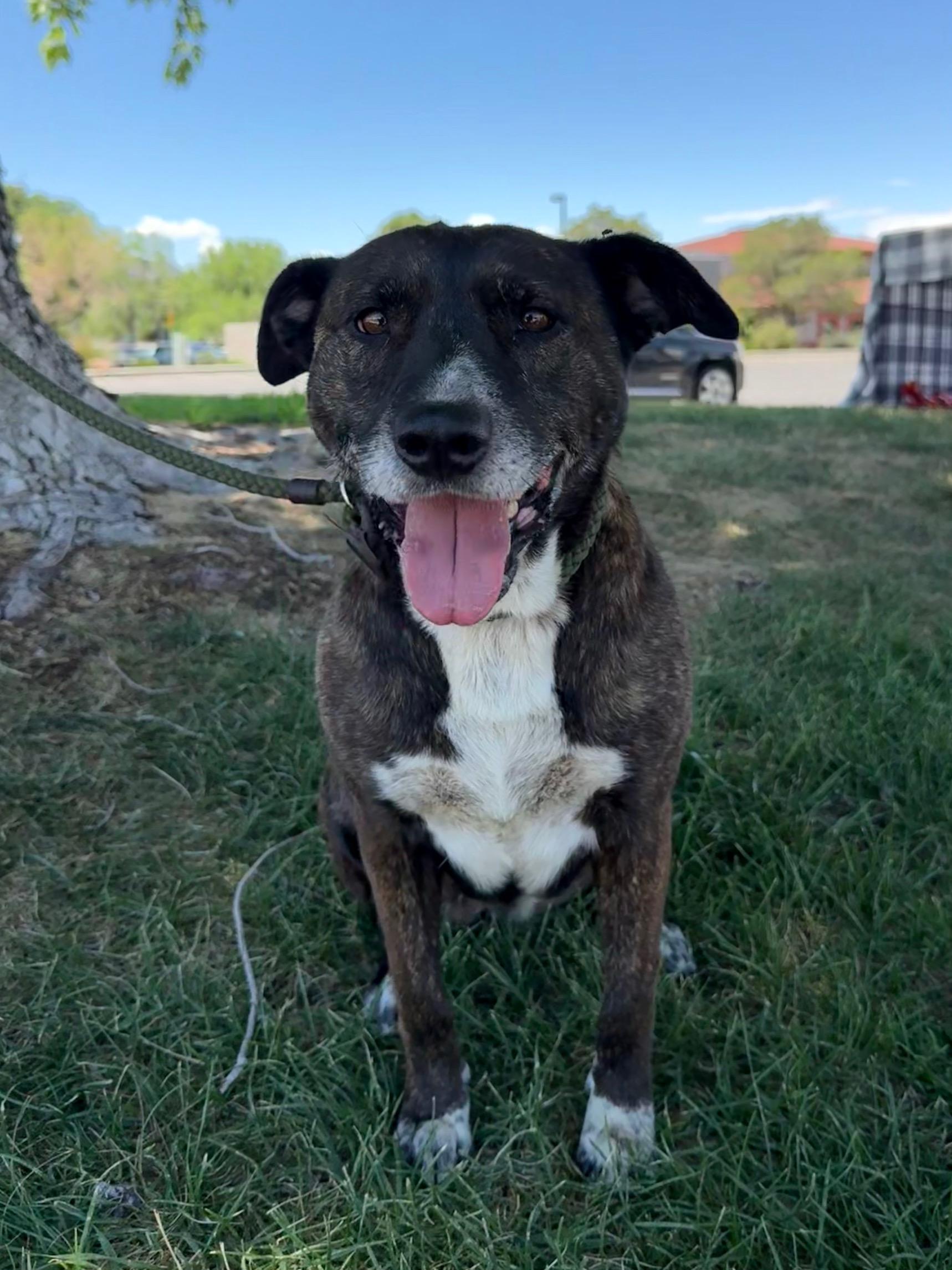 Mabel, Adoptable, Adult Female American Staffordshire Terrier.