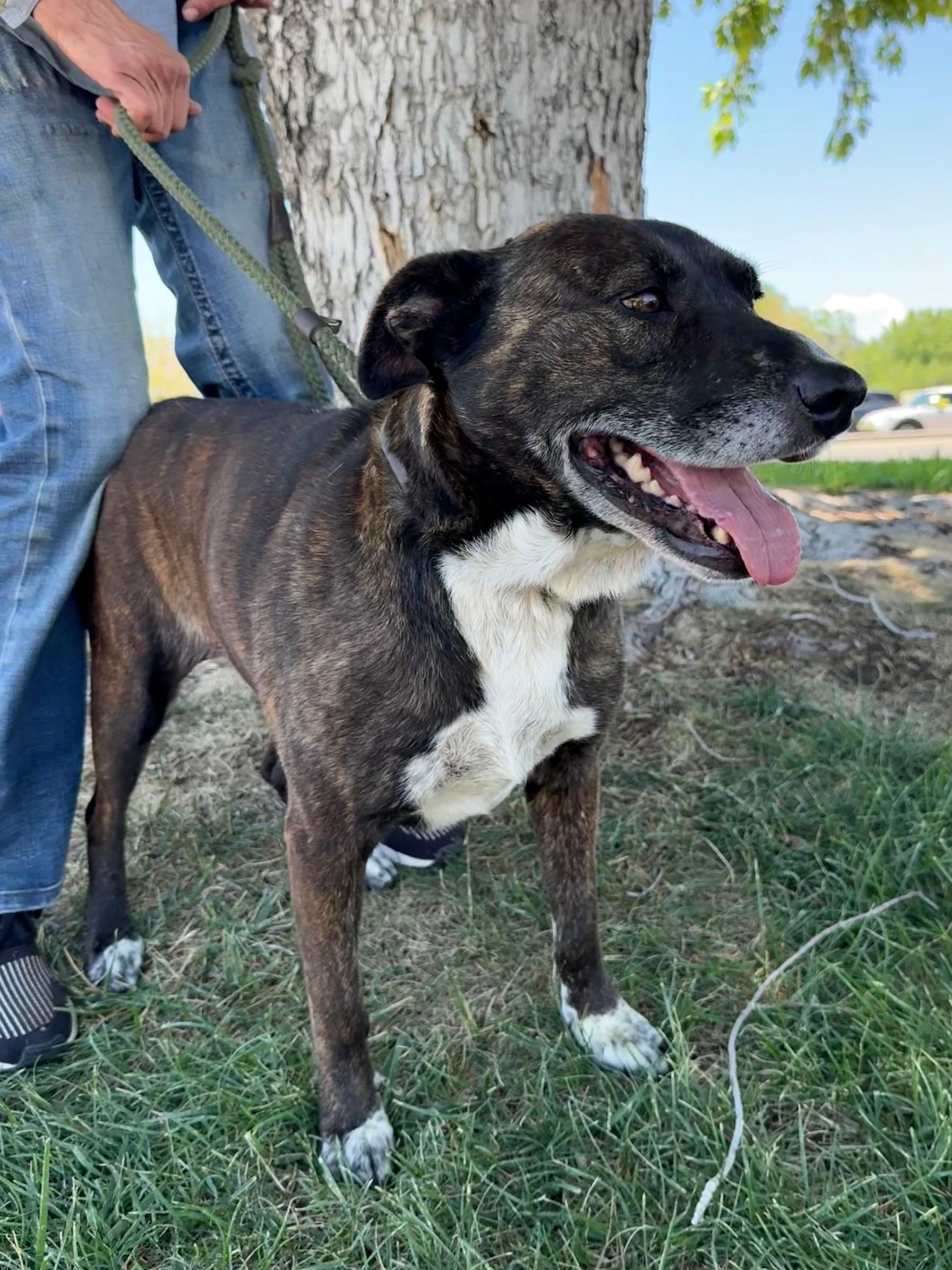 Enlarge Mabel, a Adoptable mixed breed in Albuquerque, NM image 4/5