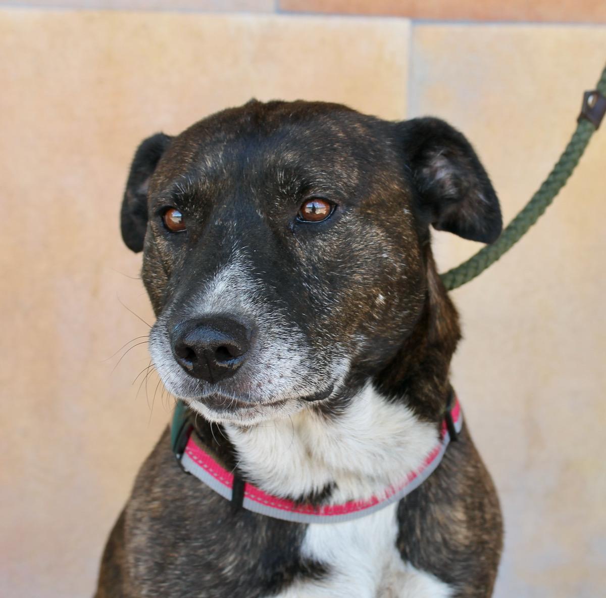 Enlarge Mabel, a Adoptable mixed breed in Albuquerque, NM image 3/5