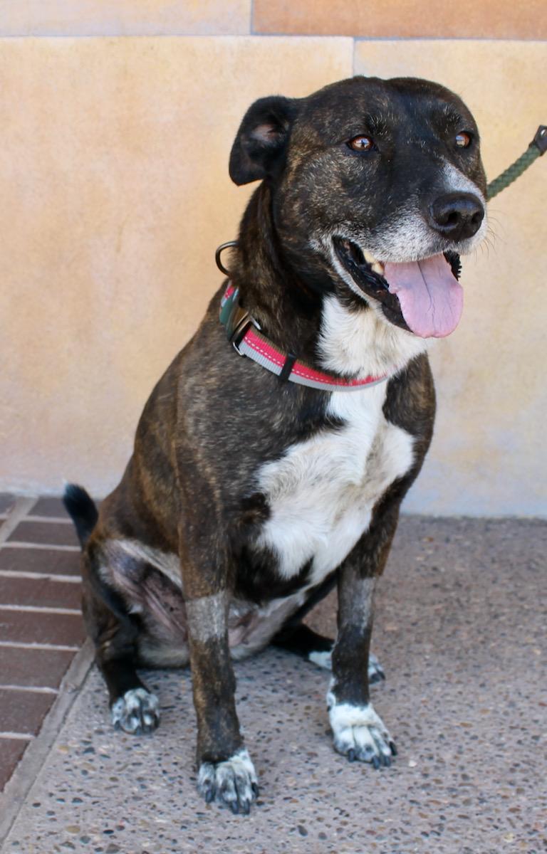 Enlarge Mabel, a Adoptable mixed breed in Albuquerque, NM image 5/5