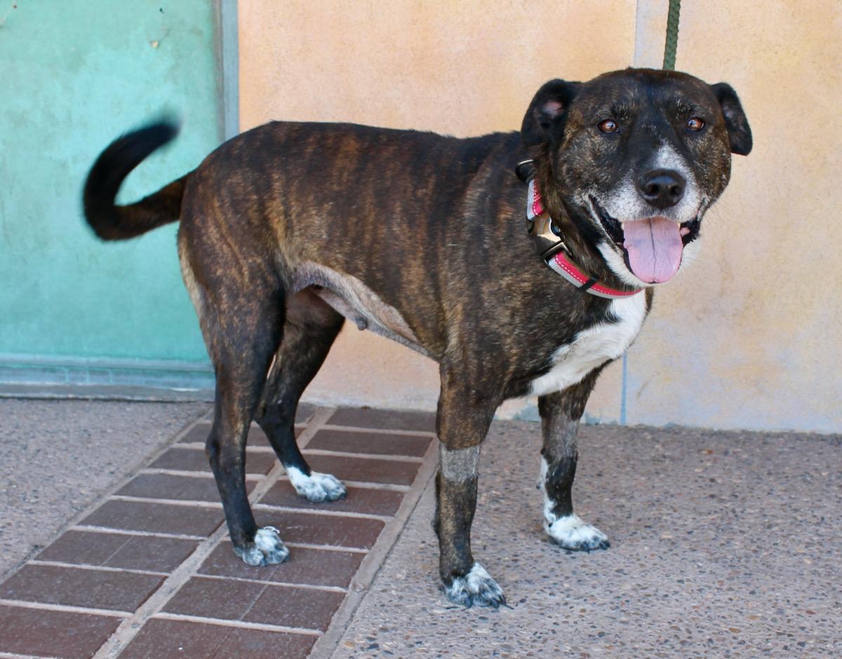 Enlarge Mabel, a Adoptable mixed breed in Albuquerque, NM image 2/5