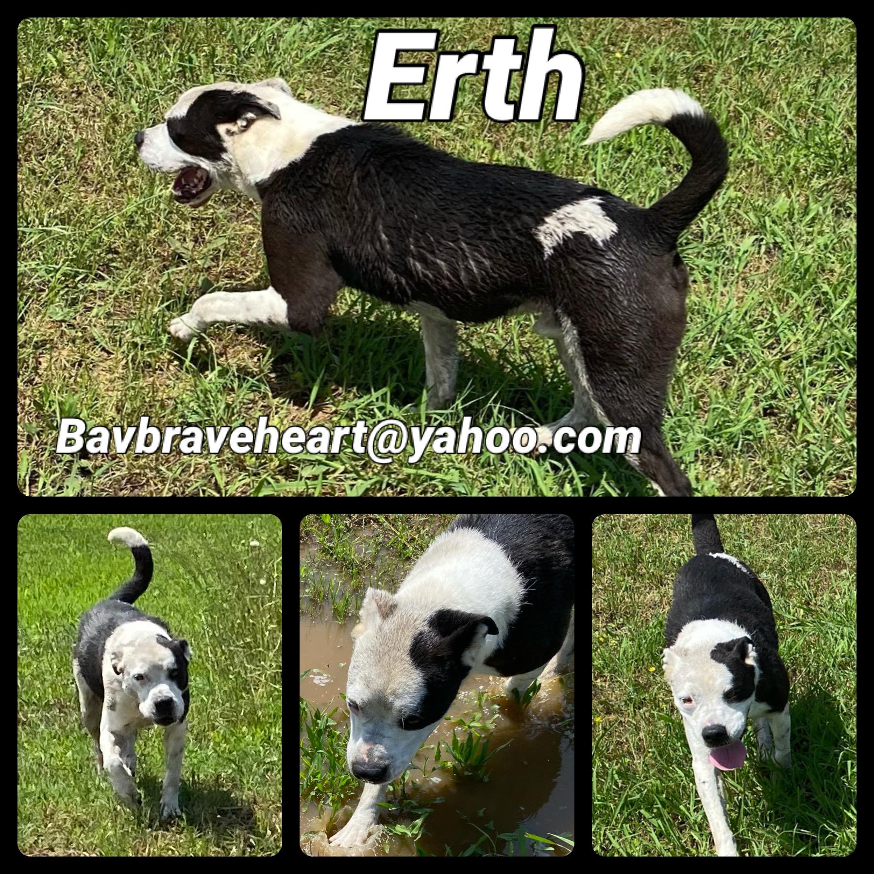 Erth, Adoptable, Adult Male Boxer & Boston Terrier.