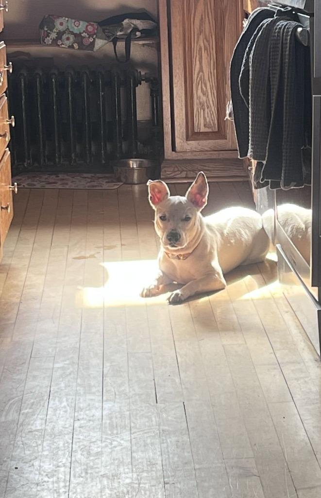 Laura $450, Adoptable, Young Female Chihuahua.