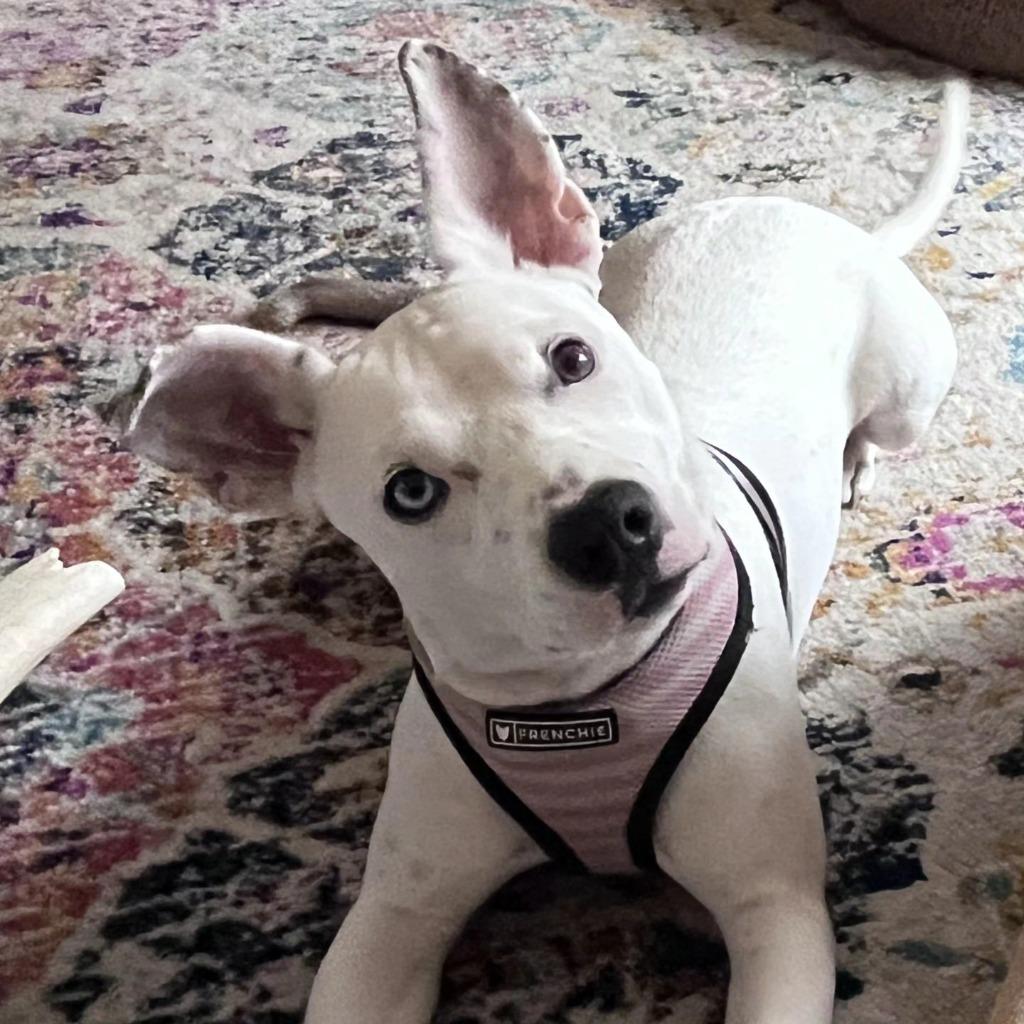 Laura $450, Adoptable, Puppy Female Chihuahua.