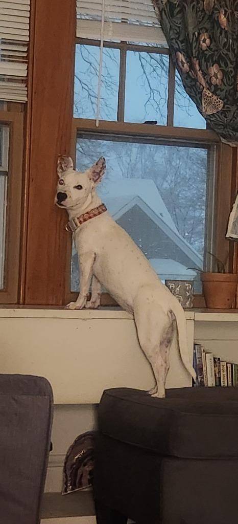 Enlarge Laura $450, a Adoptable mixed breed in Milwaukee, WI image 1/6