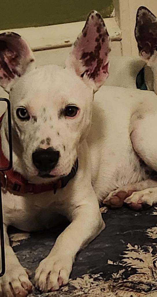 Enlarge Laura $450, a Adoptable mixed breed in Milwaukee, WI image 2/6