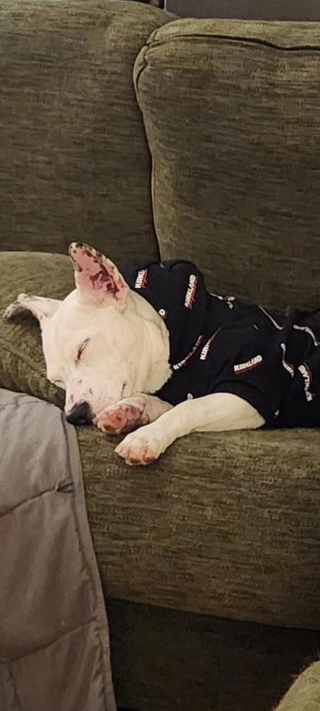 Enlarge Laura $450, a Adoptable mixed breed in Milwaukee, WI image 3/6