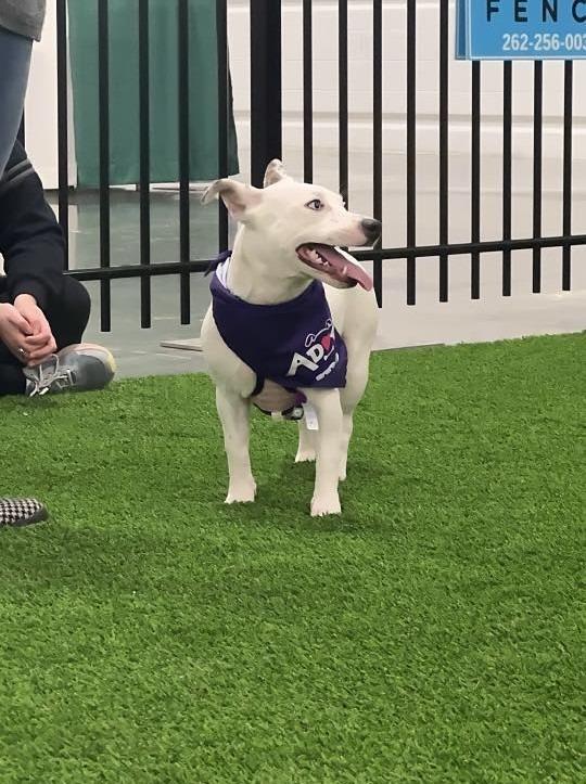 Enlarge Laura $450, a Adoptable mixed breed in Milwaukee, WI image 3/5