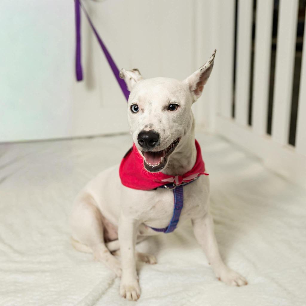 Enlarge Laura $450, a Adoptable mixed breed in Milwaukee, WI image 5/6