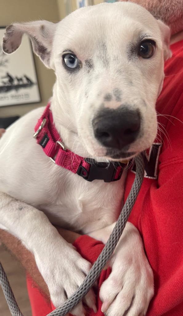 Enlarge Laura $450, a Adoptable mixed breed in Milwaukee, WI image 4/6