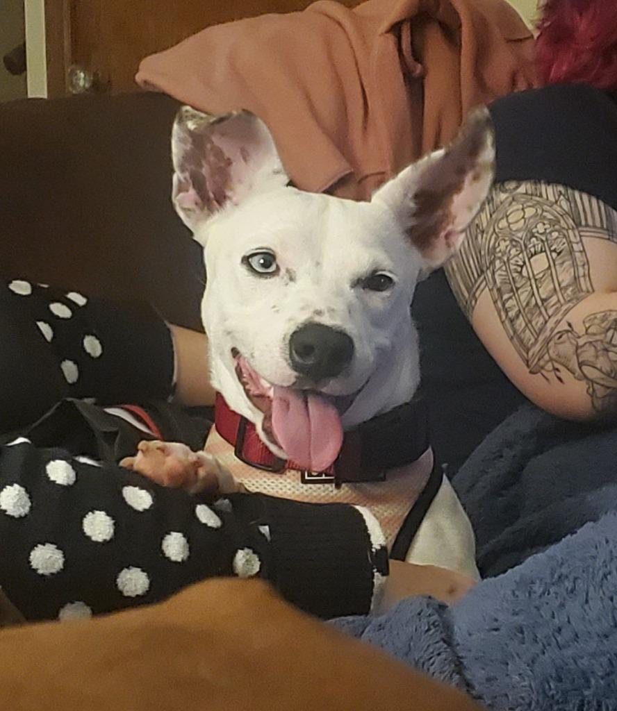 Enlarge Laura $450, a Adoptable mixed breed in Milwaukee, WI image 5/6