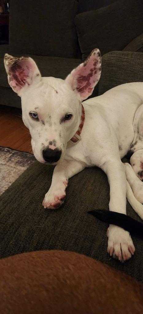 Enlarge Laura $450, a Adoptable mixed breed in Milwaukee, WI image 6/6