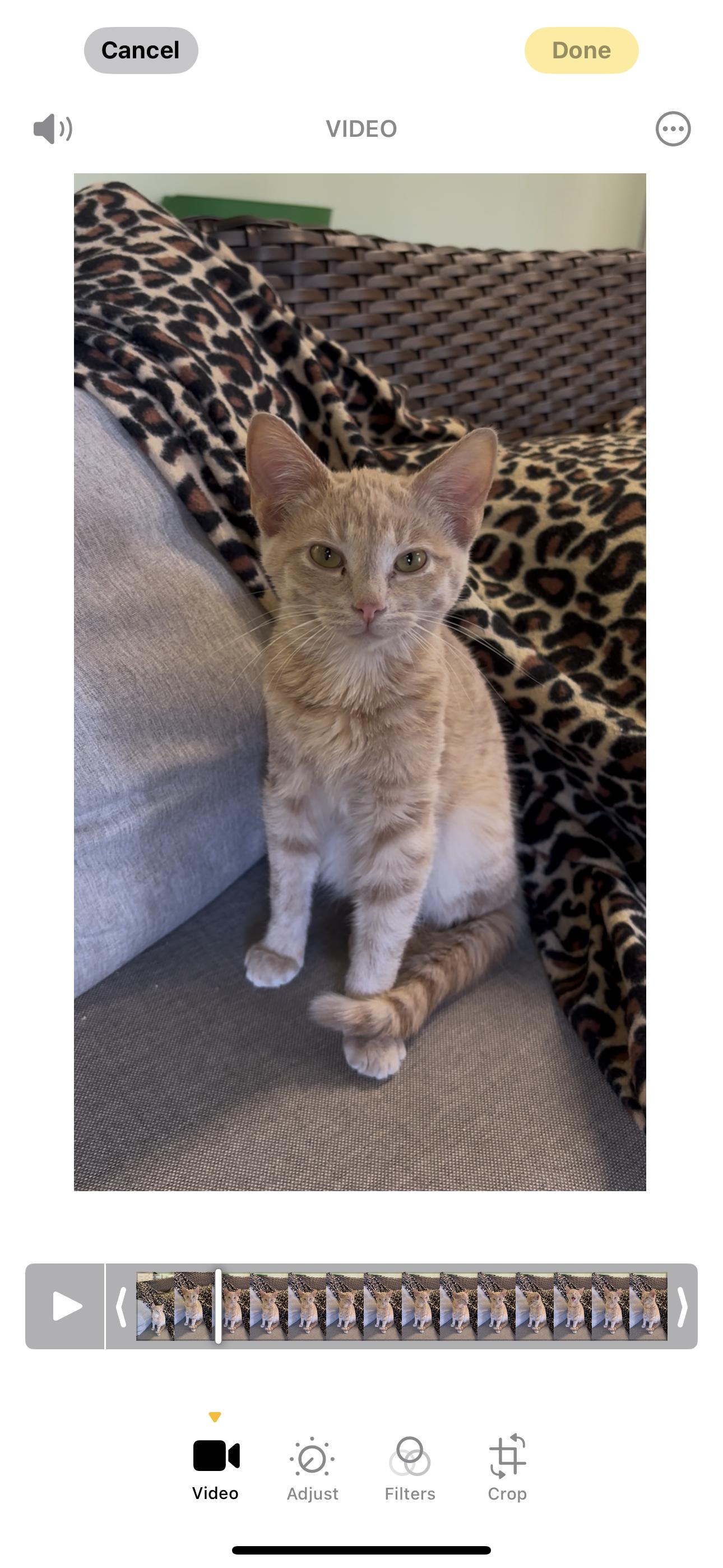 Farrah, ADOPTABLE, Young Female Domestic Short Hair.