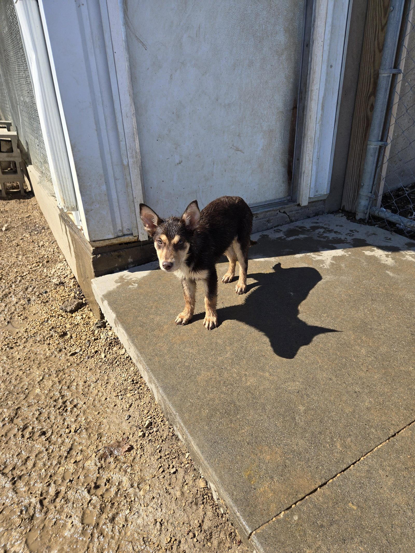 Enlarge Soona, a Adoptable mixed breed in Maquoketa, IA image 1/1