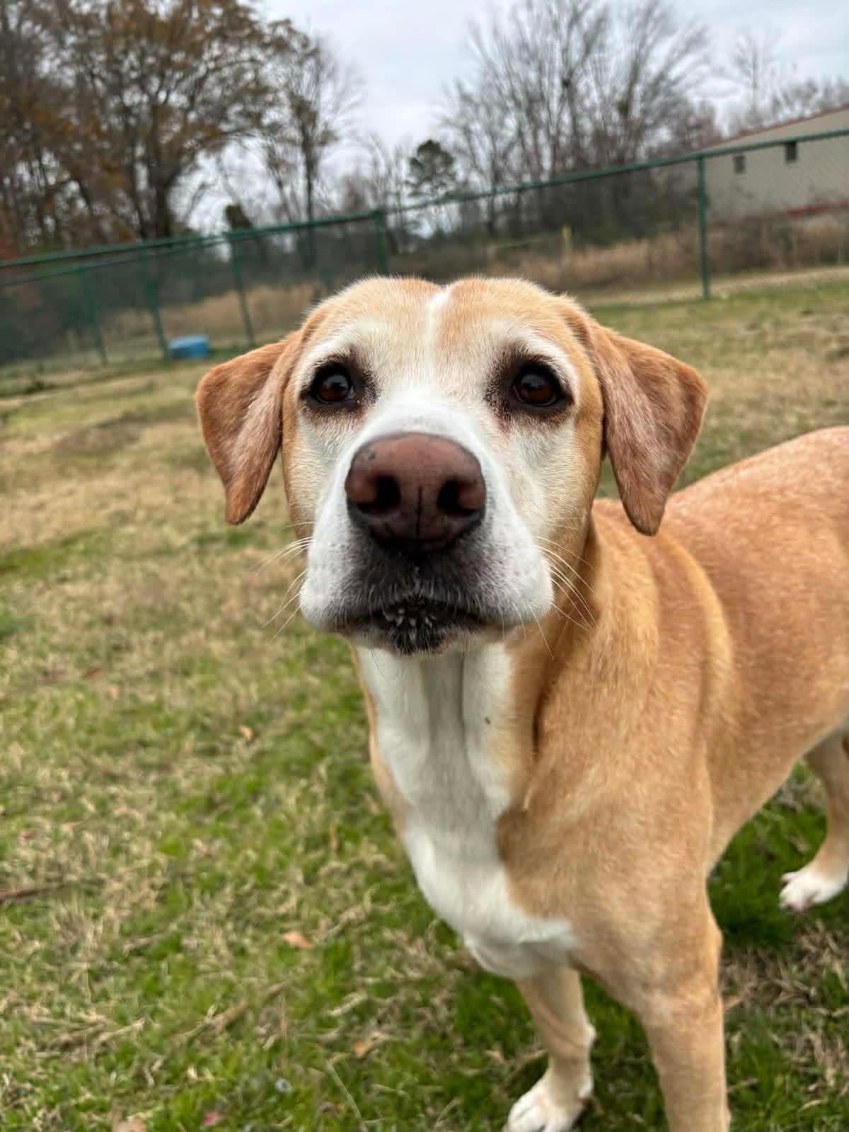 Enlarge RYELLE, an adopted Labrador Retriever in Broken Arrow, OK image 4/5
