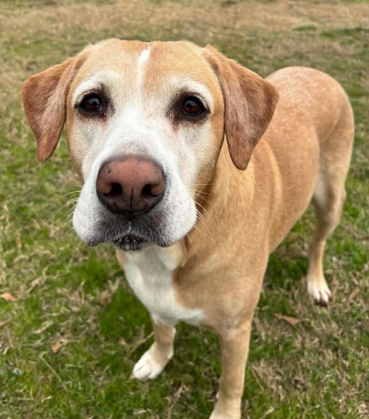 RYELLE, adopted, Adult Female Labrador Retriever.