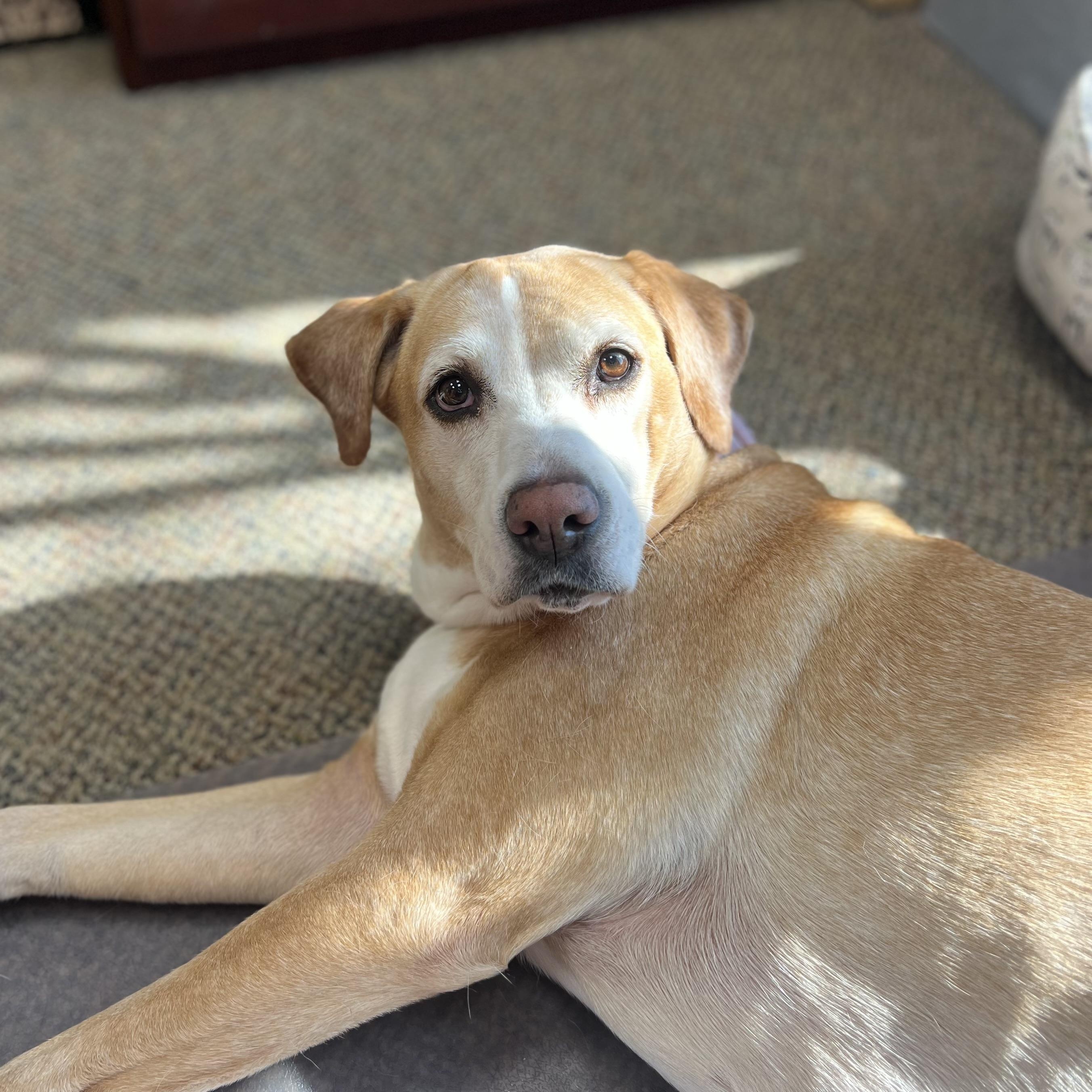 Enlarge RYELLE, an adopted Labrador Retriever in Broken Arrow, OK image 3/5
