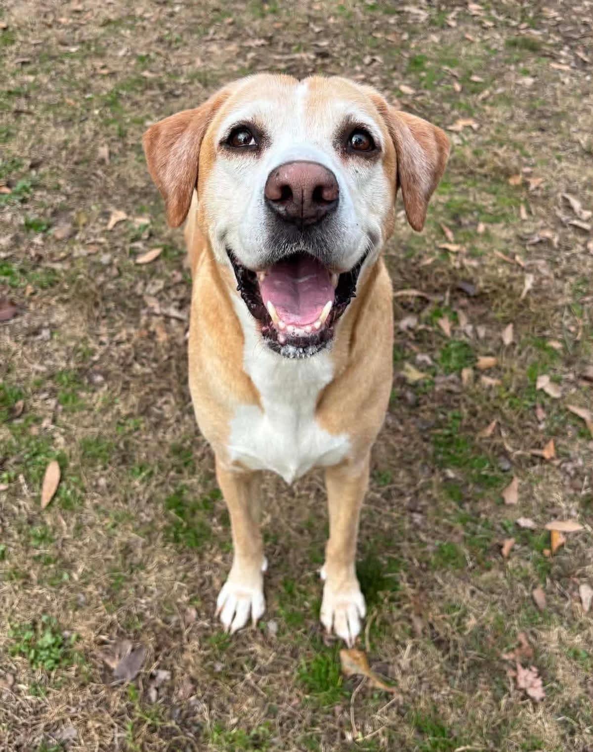 Enlarge RYELLE, an adopted Labrador Retriever in Broken Arrow, OK image 5/5