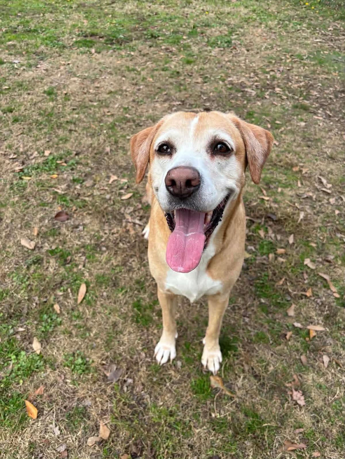 Enlarge RYELLE, an adopted Labrador Retriever in Broken Arrow, OK image 2/5