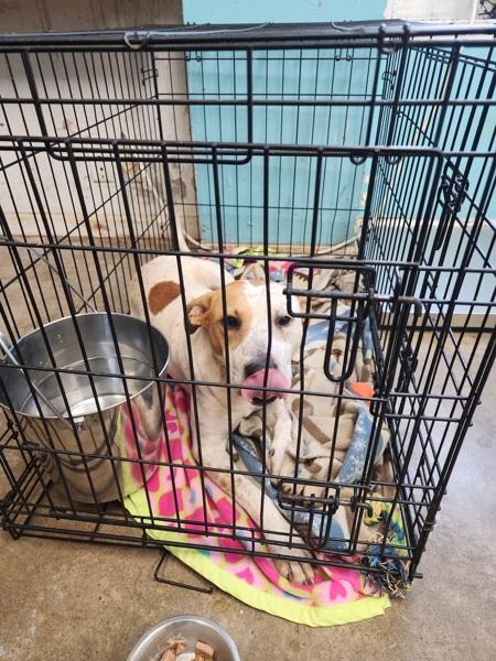 Parksville, Adoptable, Adult Male American Staffordshire Terrier.