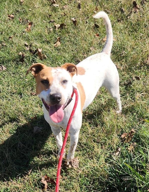 Enlarge Parksville, a Adoptable mixed breed in Cleveland, TN image 2/3