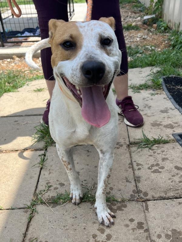 Enlarge Parksville, a Adoptable mixed breed in Cleveland, TN image 3/3