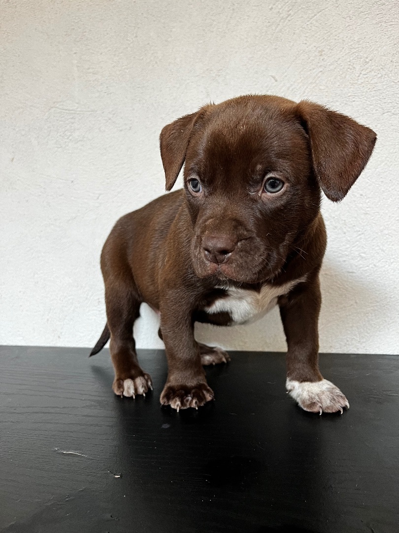 Chunky chocolate chip, Adopted, Puppy Male American Staffordshire Terrier & Labrador Retriever.
