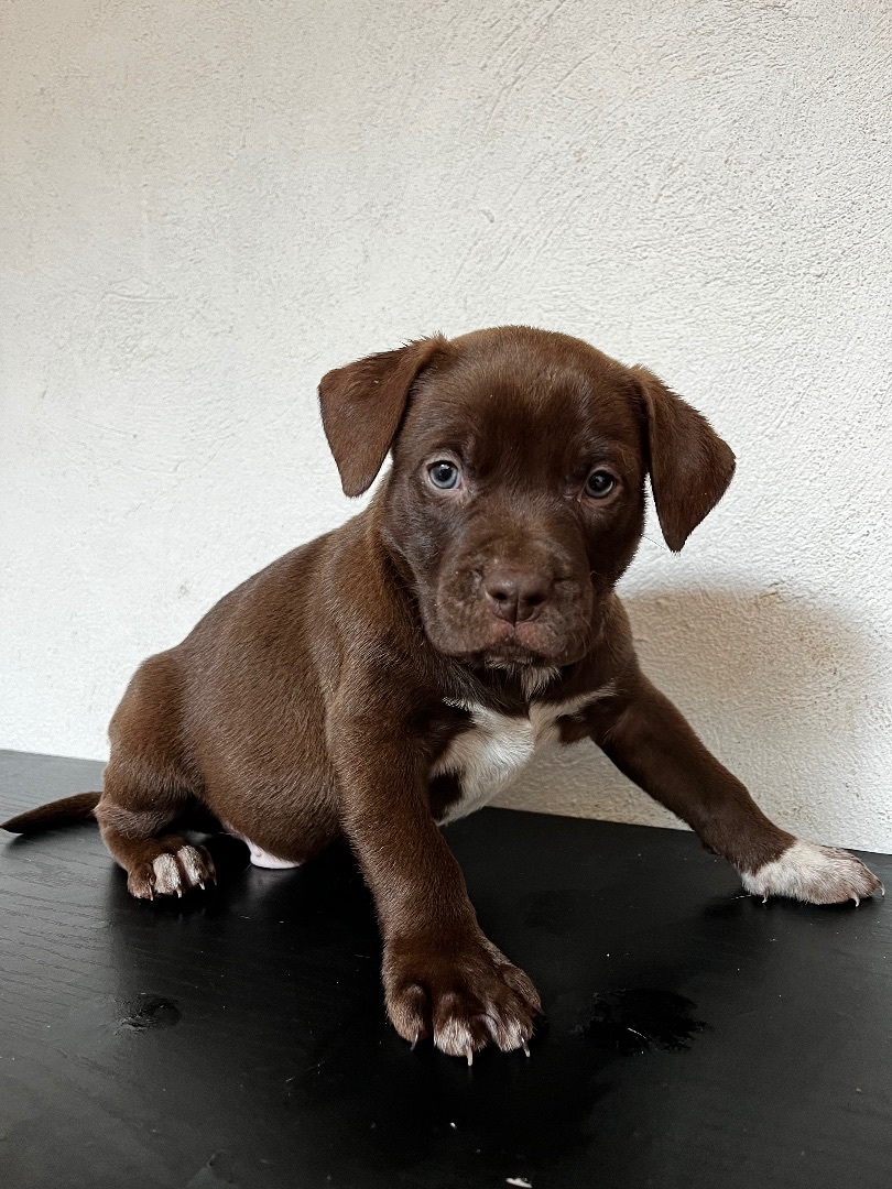 Enlarge Chunky chocolate chip, a Adopted mixed breed in Chula Vista, CA image 2/2