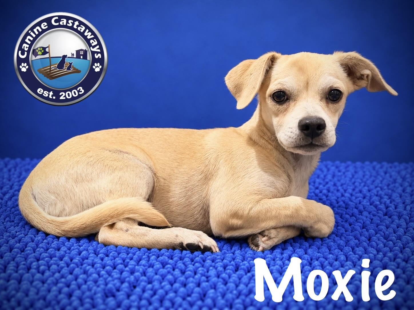 Moxie, Adoptable, Puppy Female Chiweenie & Pug.